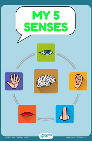 5 senses A3 Poster Bundle - 6 posters